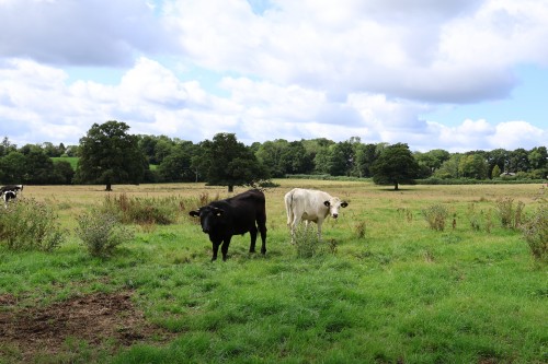 Sevenoaks Weald